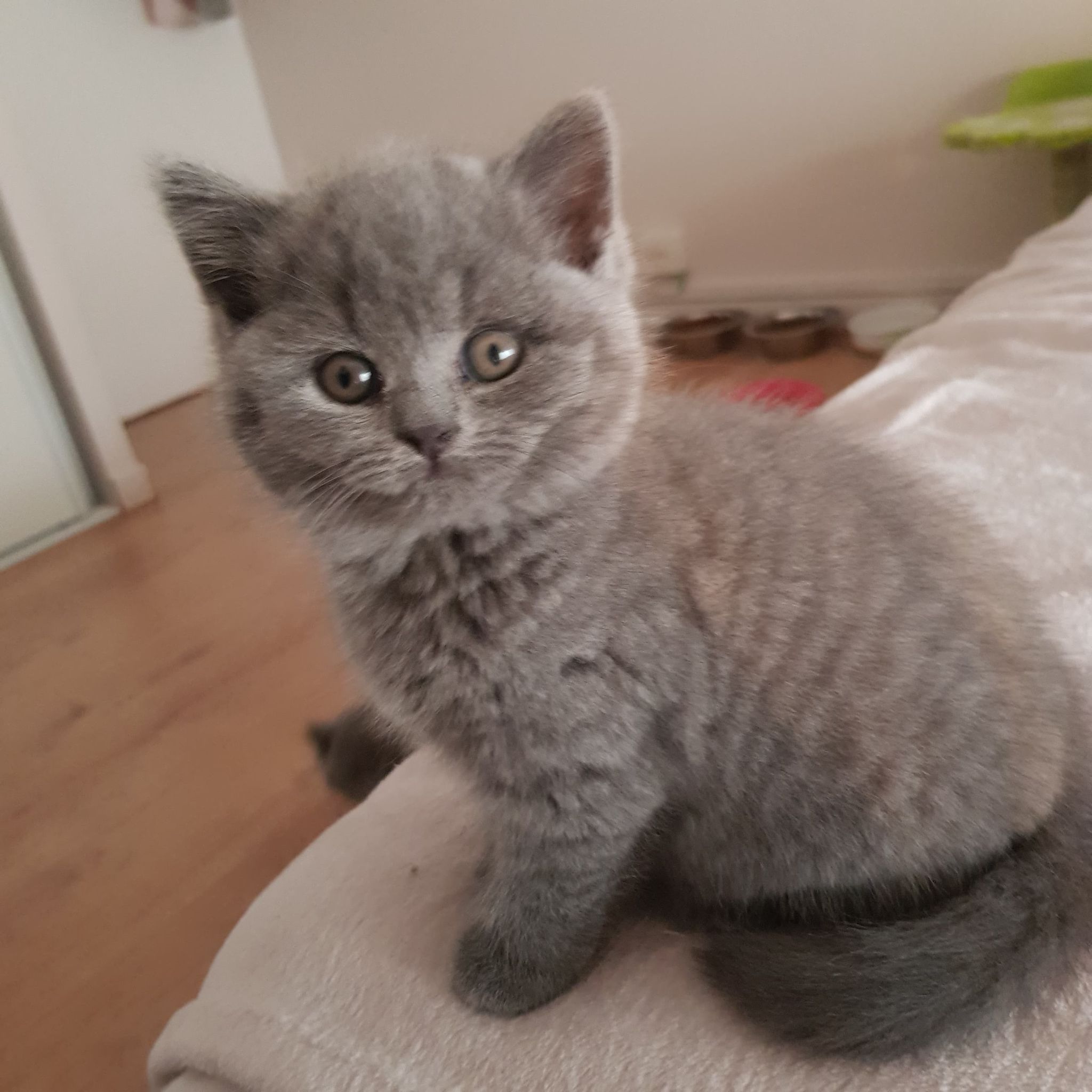 Les Sacrés Coons du Sud, chatterie familiale sur Nice Maine coon, Sacrée de Birmanie et Les Sacrés Coons du Sud, chatterie familiale sur Nice Maine coon, Sacrée de Birmanie et