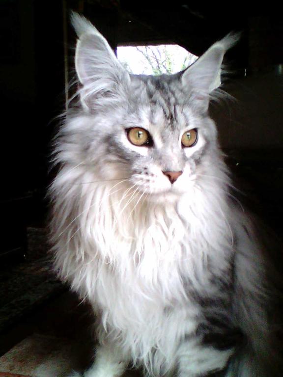 Lux maine coon male