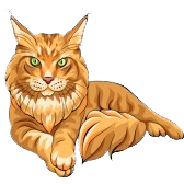 dessin maine coon 3